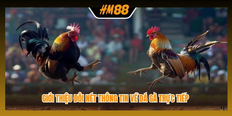 Giới thiệu đôi nét thông tin về đá gà trực tiếp