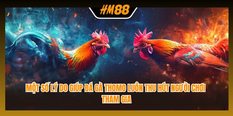 Một số lý do giúp đá gà Thomo luôn thu hút người chơi tham gia