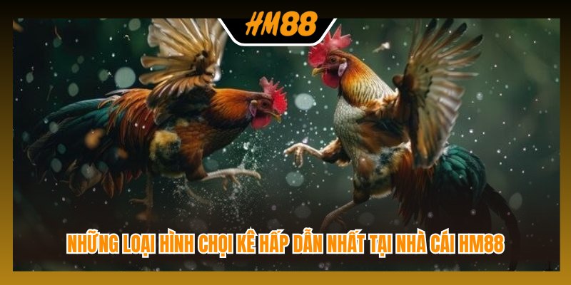 Những loại hình chọi kê hấp dẫn nhất tại nhà cái HM88